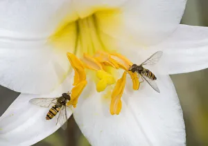 Marmalade hoverflies (Episyrphus balteatus), two feeding on pollen of Dwarf formosa lily Marmalade hoverflies (Episyrphus balteatus), two feeding on pollen of Dwarf formosa lily
