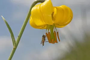 Marmalade hoverfly (Episyrphus balteatus) feeding on Golden apple (Lilium carniolicum) pollen