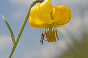 Marmalade hoverfly (Episyrphus balteatus) feeding on Golden apple (Lilium carniolicum Marmalade hoverfly (Episyrphus balteatus) feeding on Golden apple (Lilium carniolicum