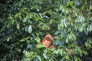 Maroon / Red leaf monkey / Langur (Presbytis rubicunda) eating fruits in tree, Danum Maroon / Red leaf monkey / Langur (Presbytis rubicunda) eating fruits in tree, Danum