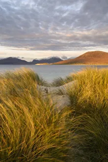 Marram grass (Ammophila arenaria) on dunes at Seilbost, view across bay to Luskentyre Marram grass (Ammophila arenaria) on dunes at Seilbost, view across bay to Luskentyre