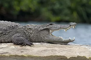 Images Dated 19th December 2008: Marsh Crocodile or Mugger (Crocodylus palustris) resting on a rock in a river