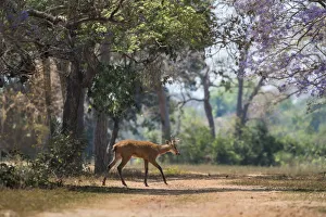 Marsh deer (Blastocerus dichotomus) walking across track in forest Marsh deer (Blastocerus dichotomus) walking across track in forest