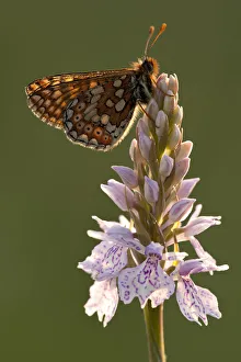 Marsh fritillary butterfly {Euphydrayas aurinia} on Spotted heath orchid Marsh fritillary butterfly {Euphydrayas aurinia} on Spotted heath orchid