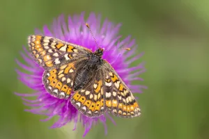 Marsh fritillary butterfly (Euphydrayas aurinia) feeding on Meadow thistle flower Marsh fritillary butterfly (Euphydrayas aurinia) feeding on Meadow thistle flower