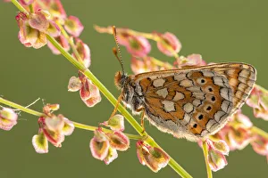 Marsh fritillary butterfly (Euphydrayas aurinia) on sorrel (Rumex acetosa), Dunsdon Marsh fritillary butterfly (Euphydrayas aurinia) on sorrel (Rumex acetosa), Dunsdon