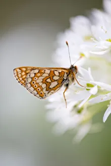Marsh fritillary butterfly (Euphydryas aurinia) feeding on Wild garlic / Ramsons Marsh fritillary butterfly (Euphydryas aurinia) feeding on Wild garlic / Ramsons