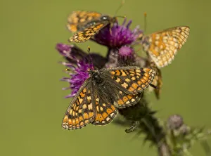 Marsh fritillary (Euphydryas aurinia), group feeding on Marsh thistle (Cirsium palustre) Marsh fritillary (Euphydryas aurinia), group feeding on Marsh thistle (Cirsium palustre)