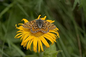 Marsh fritillary (Euphydryas aurinia) resting on Caucasian inula (Inula orientalis) Marsh fritillary (Euphydryas aurinia) resting on Caucasian inula (Inula orientalis)