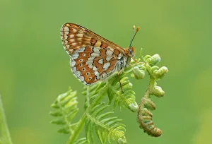 Marsh fritillary (Euphydryas aurinia) on fern. South of Casteil, Pyrenees Orientales Marsh fritillary (Euphydryas aurinia) on fern. South of Casteil, Pyrenees Orientales