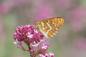 Marsh fritillary (Euphydryas aurinia) on pink flower. South of Casteil Marsh fritillary (Euphydryas aurinia) on pink flower. South of Casteil