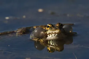 Marsh frog (Rana ridibunda) calling, Sierra de Andjar Natural Park, Mediterranean Marsh frog (Rana ridibunda) calling, Sierra de Andjar Natural Park, Mediterranean