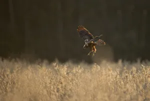 Marsh harrier (Circus aeruginosus) adult female preparing to land in reedbeds, backlit Marsh harrier (Circus aeruginosus) adult female preparing to land in reedbeds, backlit
