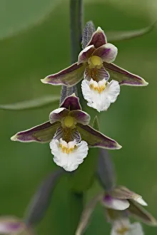 Marsh helleborine (Epipactis palustris) close up of two flowers showing front view Marsh helleborine (Epipactis palustris) close up of two flowers showing front view
