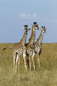 Masai Giraffe (Giraffa camelopardalis tippelskirchi) juveniles, Masai Mara Game Reserve Masai Giraffe (Giraffa camelopardalis tippelskirchi) juveniles, Masai Mara Game Reserve