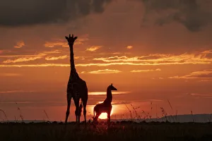 Masai giraffe (Giraffa camelopardalis tippelskirchi), female and calf at sunset Masai giraffe (Giraffa camelopardalis tippelskirchi), female and calf at sunset