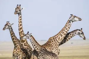 Masai giraffe (Giraffa camelopardalis tippelskirchi) male Masai giraffe (Giraffa camelopardalis tippelskirchi) male