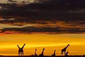 Masai giraffe (Giraffa camelopardalis tippelskirchi) herd at sunrise, Masai-Mara Game Reserve, Kenya. November Masai giraffe (Giraffa camelopardalis tippelskirchi) herd at sunrise, Masai-Mara Game Reserve, Kenya. November