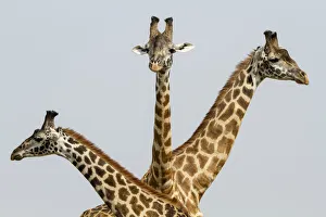 Masai Giraffes (Giraffa camelopardalis tippelskirchi) group of three Masai Giraffes (Giraffa camelopardalis tippelskirchi) group of three
