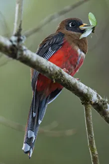 Masked trogon (Trogon personatus) with insect prey, Bellavista cloud forest private Masked trogon (Trogon personatus) with insect prey, Bellavista cloud forest private