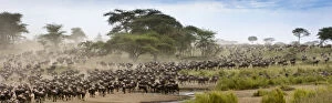 Connochaetes albojubatus Gallery: Massing herds of White bearded wildebeest (Connochaetes taurinus albojubatus) on migration