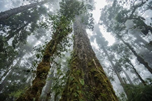 Images Dated 21st March 2016: Massive old growth oak trees of the cloud forest, Talamanca Range, Talamanca Range-La