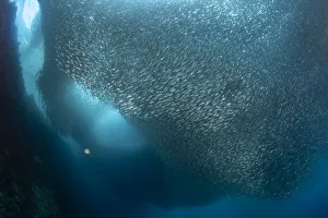 A massive school of millions of sardines (Sardina pilchardus), Moalboal, Cebu A massive school of millions of sardines (Sardina pilchardus), Moalboal, Cebu
