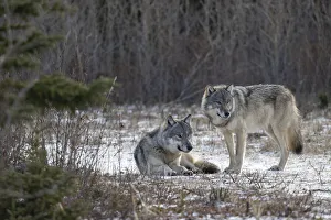 Matriarch Timber wolf (Canis lupus lycaon) sitting next to alpha male standing in snow. Hudson Bay, Manitoba, Canada Matriarch Timber wolf (Canis lupus lycaon) sitting next to alpha male standing in snow. Hudson Bay, Manitoba, Canada