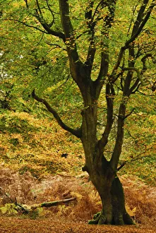 Mature Beech tree (Fagus sylvatica) with leaves in autumn colours, Mark Ash Wood Mature Beech tree (Fagus sylvatica) with leaves in autumn colours, Mark Ash Wood