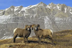 Mature Bighorn Rams (Ovis canadensis) on high mountain pass. Jasper National Park Mature Bighorn Rams (Ovis canadensis) on high mountain pass. Jasper National Park