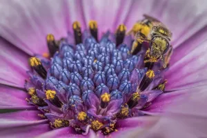 Smeathman's Furrow Bee Collecting Pollen Print