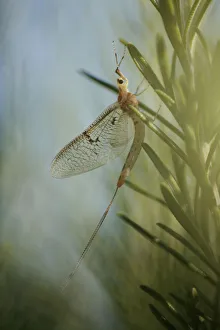 Mayfly (Ephemera lineata) Lagadin region, Lake Ohrid, Galicica National Park, Macedonia Mayfly (Ephemera lineata) Lagadin region, Lake Ohrid, Galicica National Park, Macedonia