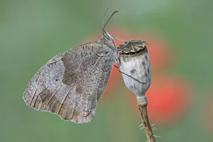 Meadow brown butterfly (Maniola jurtina) on Common poppy seedhead (Papaver rhoeas) Meadow brown butterfly (Maniola jurtina) on Common poppy seedhead (Papaver rhoeas)