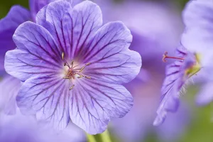 Meadow Cranesbill (Geranium sanguineum) in flower. Germany, May Meadow Cranesbill (Geranium sanguineum) in flower. Germany, May