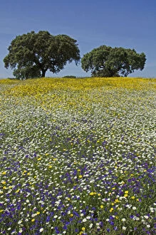 Images Dated 20th April 2013: Meadow in flower, with Cork oaks (Quercus suber) in the background, Beja, Portugal, April
