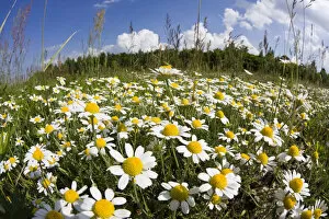 Images Dated 16th June 2008: Meadow with flowering Corn camomile (Anthemis arvensis) East Slovakia, Europe, June 2008