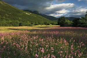 Meadow with flowering Sticky catchfly (Silene viscaria) Meadow with flowering Sticky catchfly (Silene viscaria)