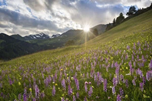 Meadow of Fragrant Orchids (Gymnadenia conopsea) at sunset. Tirol, Austrian Alps