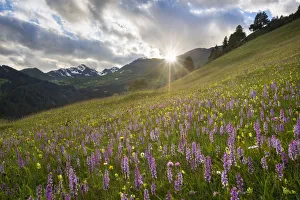 Meadow of Fragrant Orchids (Gymnadenia conopsea) at sunset. Tirol, Austrian Alps Meadow of Fragrant Orchids (Gymnadenia conopsea) at sunset. Tirol, Austrian Alps
