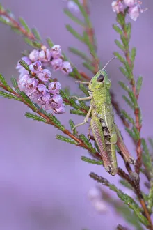 Meadow grasshopper (Pseudochorthippus parallelus) on Common heather (Calluna vulgaris) Meadow grasshopper (Pseudochorthippus parallelus) on Common heather (Calluna vulgaris)