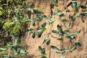 Mealy Parrots (Amazona farinosa) feeding at the wall of a clay lick Mealy Parrots (Amazona farinosa) feeding at the wall of a clay lick