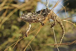 Mediterranean / Common chameleon (Chamaeleo chamaeleon) climbing between plant stems Mediterranean / Common chameleon (Chamaeleo chamaeleon) climbing between plant stems