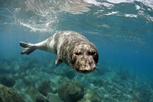 Expressions Gallery: Mediterranean Monk Seal (Monachus monachus) large male of 2