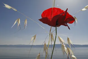 Mediterranean poppy (Papaver apulum) and Oat grass (Avena sp) on the shore of Lake Ohrid Mediterranean poppy (Papaver apulum) and Oat grass (Avena sp) on the shore of Lake Ohrid