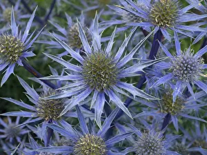 Mediterranean sea holly (Eryngium bourgatia) Picco blue flowers in garden border Mediterranean sea holly (Eryngium bourgatia) Picco blue flowers in garden border