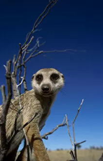 Images Dated 10th January 2003: Meerkat looking into lens {Suricata suricatta} Tswalu Kalahari Reserve, South Africa