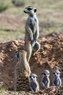 Images Dated 13th January 2017: Meerkats (Suricata suricatta) with young, Kgalagadi Transfrontier Park, Northern Cape