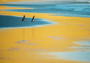 Sphenisciformes Gallery: Megallenic penguins (Spheniscus magellanicus), at sunrise Falkland Islands