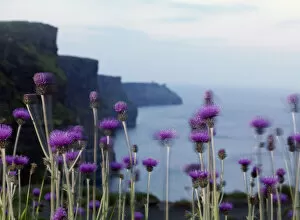 Images Dated 9th June 2009: Melancholy thistle (Cirsium heterophyllum) flowers, Cliffs of Moher, The Burren, County Clare