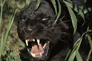 Melanistic (black form) Leopard snarling, often called black panther (captive) Melanistic (black form) Leopard snarling, often called black panther (captive)